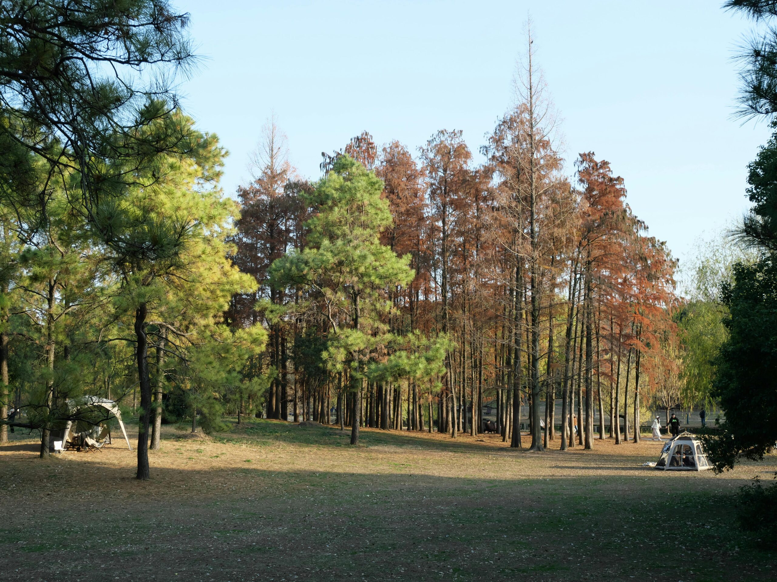 Heatwaves: Why They’re Becoming More Frequent