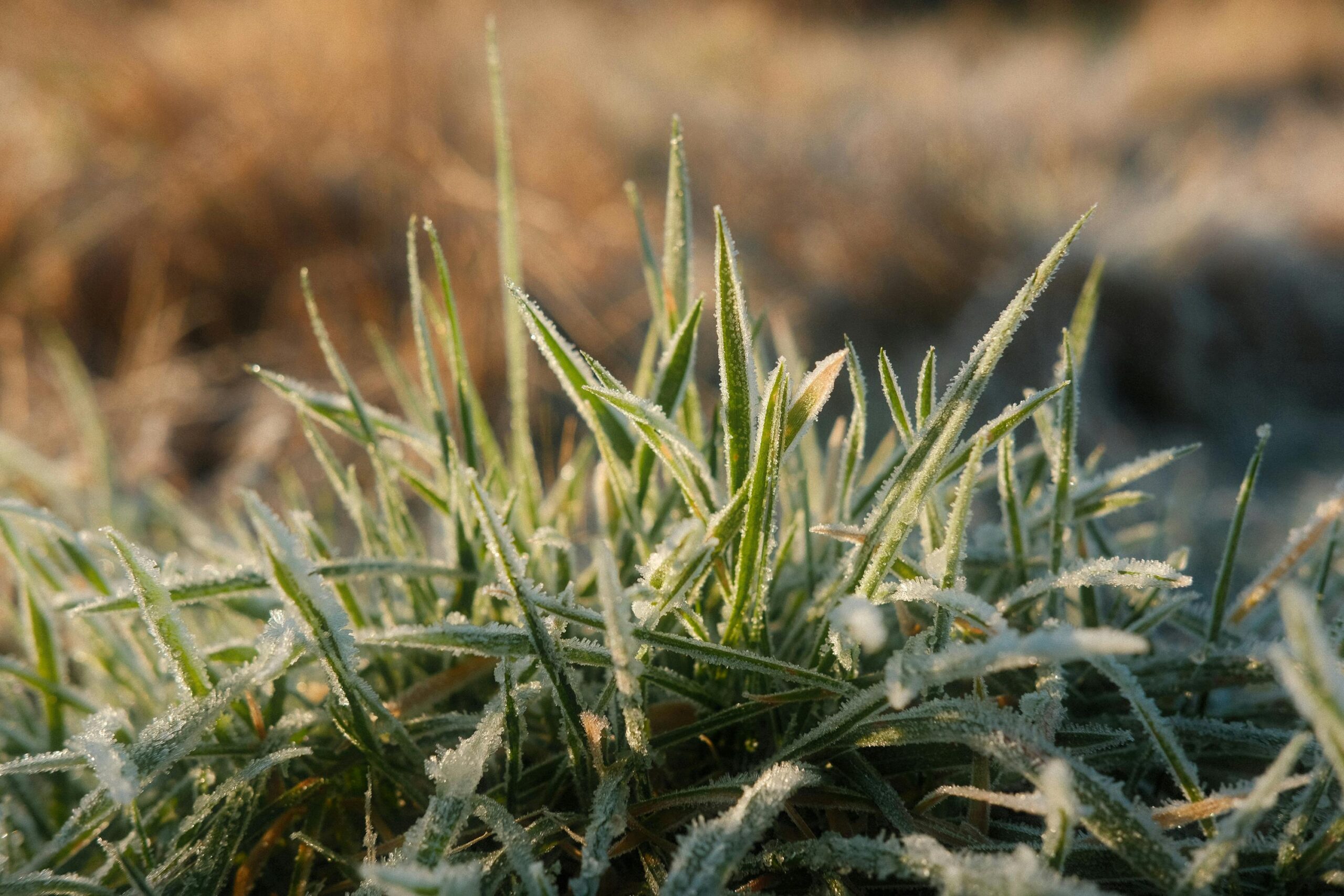 Wildfires and Climate Change: A Dangerous Connection